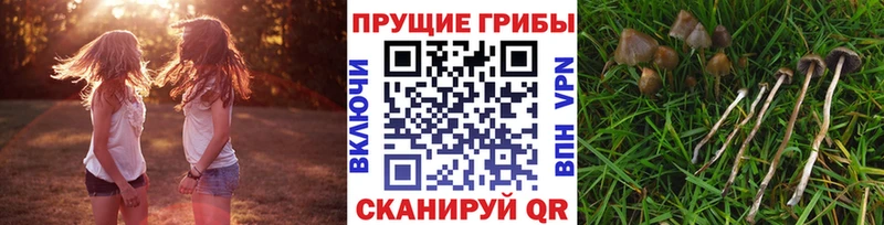 Купить где  Кореновск  Псилоцибиновые грибы GOLDEN TEACHER 